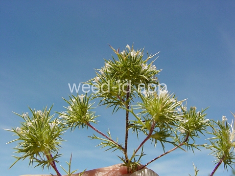 navarretia, needle-leaf